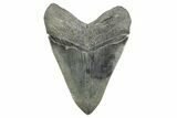 Serrated, Fossil Megalodon Tooth - Giant SC River Meg #365692-2